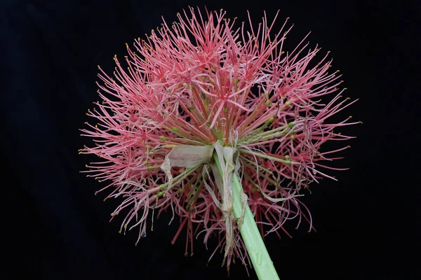 백합의 아름다운 식물은 과학적 이름이 Scadoxus Multiflorus — 스톡 사진