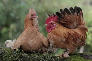 Bir tavuk ve bir horoz yosun kaplı bir zeminde birkaç civciv ile birlikte yiyecek arıyorlar. Eti için yetiştirilen hayvanların bilimsel adı Gallus gallus domesticus 'tur..