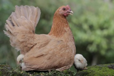 Yavruları yosunla kaplı bir kayanın üzerinde dinlenen yetişkin bir tavuk. Bu hayvanın bilimsel adı Gallus gallus domesticus..