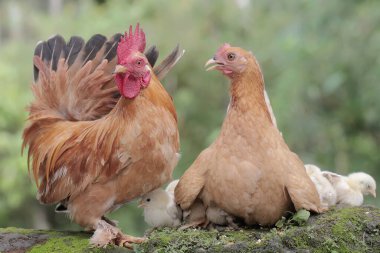 Bir tavuk ve bir horoz yosun kaplı bir zeminde birkaç civciv ile birlikte yiyecek arıyorlar. Eti için yetiştirilen hayvanların bilimsel adı Gallus gallus domesticus 'tur..