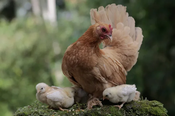 Eine Erwachsene Henne Ruht Mit Ihren Küken Auf Einem Mit — Stockfoto