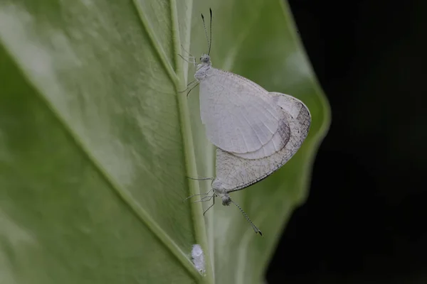 Ένα Ζευγάρι Πεταλούδες Ψυχές Ζευγαρώνουν Ένα Θάμνο Αυτό Έντομο Έχει — Φωτογραφία Αρχείου