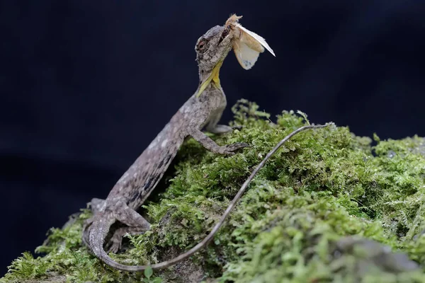 空飛ぶ竜は苔で覆われた岩の上で蛾を食べている この爬虫類の学名はDraco Volansです 黒の背景を持つ選択的フォーカス — ストック写真