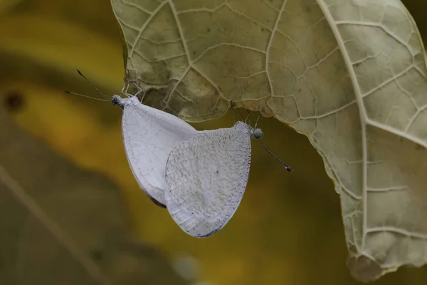 Pair Psyche Butterflies Mating Bush Insect Has Scientific Name Leptosia — Stock Photo, Image