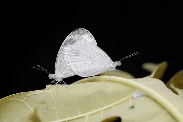Ένα Ζευγάρι Πεταλούδες Ψυχές Ζευγαρώνουν Ένα Θάμνο Αυτό Έντομο Έχει — Φωτογραφία Αρχείου