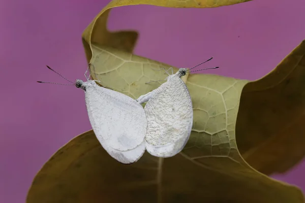 一对精神上的蝴蝶在灌木丛中交配 这种昆虫的学名是Leptosia Nina — 图库照片