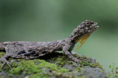 Uçan bir ejderha günlük aktivitelerine başlamadan önce güneşleniyor. Bu sürüngenin bilimsel adı Draco Volans. Doğal arkaplan ile seçmeli odak. 