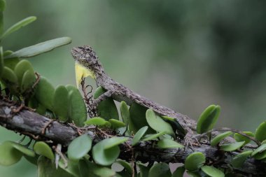 Uçan bir ejderha günlük aktivitelerine başlamadan önce güneşleniyor. Bu sürüngenin bilimsel adı Draco Volans. Doğal arkaplan ile seçmeli odak. 