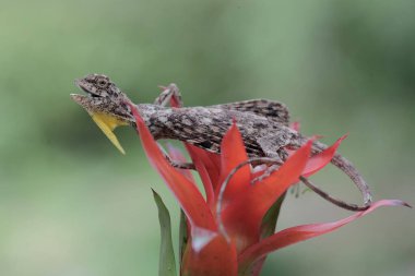 Uçan bir ejderha günlük aktivitelerine başlamadan önce güneşleniyor. Bu sürüngenin bilimsel adı Draco Volans. Doğal arkaplan ile seçmeli odak. 