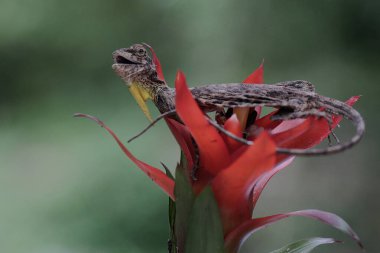 Uçan bir ejderha günlük aktivitelerine başlamadan önce güneşleniyor. Bu sürüngenin bilimsel adı Draco Volans. Doğal arkaplan ile seçmeli odak. 