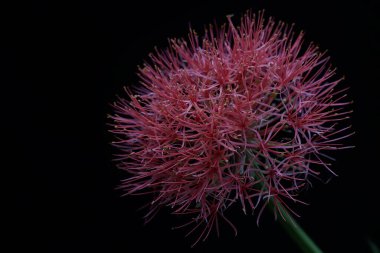 Kanlı zambak çiçeğinin güzelliği. Parlak kırmızı çiçekli bu bitkinin bilimsel adı Scadoxus multiflorus.