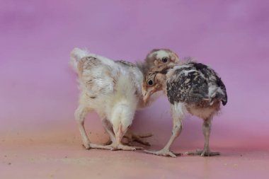 Birkaç piliç çiftlik kümesinde dinleniyor. Bu hayvanın bilimsel adı Gallus gallus domesticus..