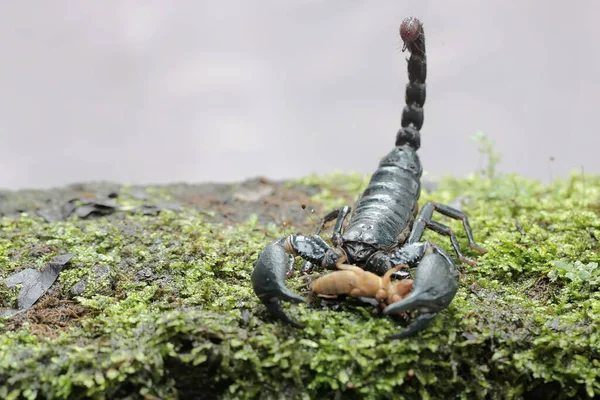 一只亚洲森林蝎子准备在长满苔藓的岩石上捕食鼹鼠蟋蟀 这种刺痛的动物的学名是Heterometrus Spinifer — 图库照片