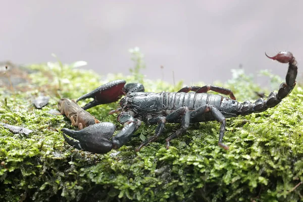 아시아의 마리가 이끼로 뒤덮인 위에서 귀뚜라미를 잡아먹을 준비를 합니다 거리는 — 스톡 사진
