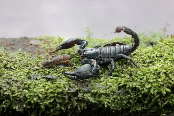 一只亚洲森林蝎子准备在长满苔藓的岩石上捕食鼹鼠蟋蟀 这种刺痛的动物的学名是Heterometrus Spinifer — 图库照片