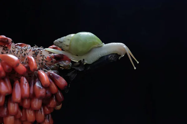 Petit Escargot Cherche Nourriture Dans Bosse Fruits Anthurium — Photo