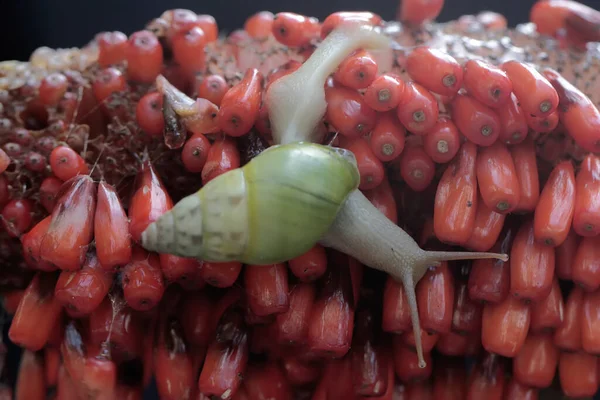 Ένα Μικρό Σαλιγκάρι Ψάχνει Για Τροφή Στην Καμπούρα Του Ανθουρίου — Φωτογραφία Αρχείου