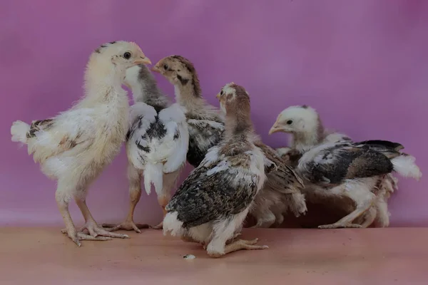 Plusieurs Poussins Reposent Dans Poulailler Ferme Cet Animal Nom Scientifique — Photo