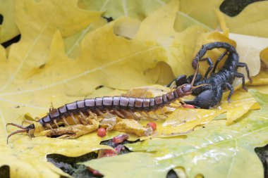 Bir Asya orman akrebi kuru yapraklar yığınında bir kırkayağı (Scolopendra morsitanları) avlamaya hazırdır. Bu iğneleyici hayvanın bilimsel adı Heterometrus spinifer.