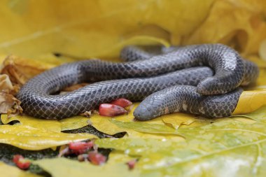 A common pipe snake is looking for prey in a pile of dry leaves. This snake whose tail resembles the head has the scientific name Cylindrophis ruffus. clipart