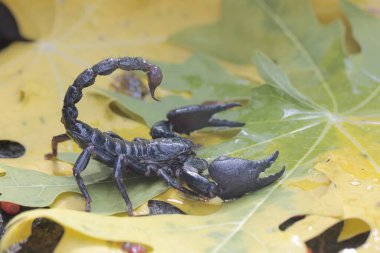 Asyalı bir orman akrebi bir çalılıkta av arıyor. Bu iğneleyici hayvanın bilimsel adı Heterometrus spinifer.