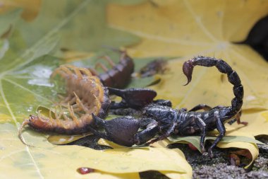 Bir Asya orman akrebi kuru yapraklar yığınında bir kırkayağı (Scolopendra morsitanları) avlamaya hazırdır. Bu iğneleyici hayvanın bilimsel adı Heterometrus spinifer.