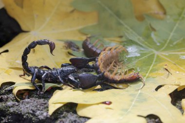 Bir Asya orman akrebi kuru yapraklar yığınında bir kırkayağı (Scolopendra morsitanları) avlamaya hazırdır. Bu iğneleyici hayvanın bilimsel adı Heterometrus spinifer.