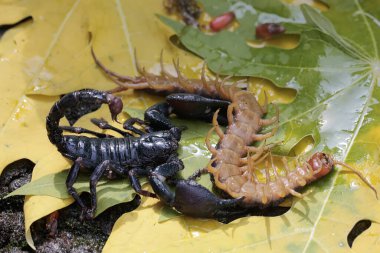 Bir Asya orman akrebi kuru yapraklar yığınında bir kırkayağı (Scolopendra morsitanları) avlamaya hazırdır. Bu iğneleyici hayvanın bilimsel adı Heterometrus spinifer.