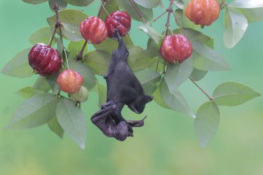 Kısa burunlu bir meyve yarasası bebeğini meyve dolu bir kiraz dalında tutarken dinleniyor. Bu uçan memelinin bilimsel adı Cynopterus minute..