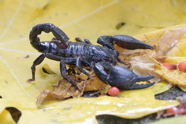 Egy Ázsiai Erdei Skorpió Préda Után Kutat Egy Bokorban Ennek — Stock Fotó