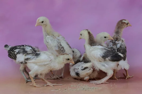 许多小鸡正在农场的鸡舍里休息 这种动物的学名是 — 图库照片