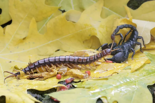 Asijský Lesní Škorpión Připraven Lovit Stonožku Scolopendra Morsitans Hromadě Suchých — Stock fotografie