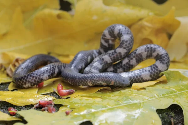Μια Κοινή Σωλήνα Φίδι Ψάχνει Για Λεία Ένα Σωρό Από — Φωτογραφία Αρχείου