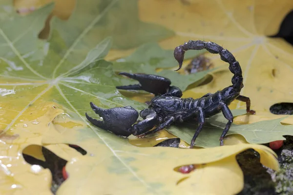 一只亚洲森林蝎子正在灌木丛中寻找猎物 这种刺痛的动物的学名是Heterometrus Spinifer — 图库照片