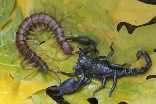 Escorpião Floresta Asiática Está Pronto Para Caçar Uma Centopeia Scolopendra — Fotografia de Stock