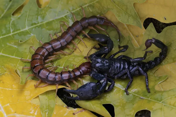 Escorpión Del Bosque Asiático Está Listo Para Aprovecharse Ciempiés Scolopendra —  Fotos de Stock