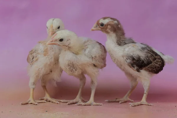 Plusieurs Poussins Reposent Dans Poulailler Ferme Cet Animal Nom Scientifique — Photo