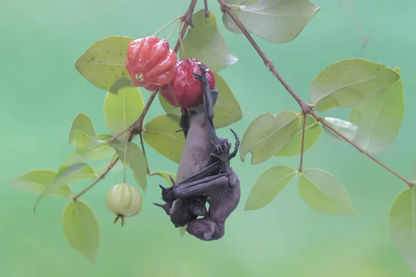 Mother Short Nosed Fruit Bat Resting While Holding Her Baby — Stock Photo, Image