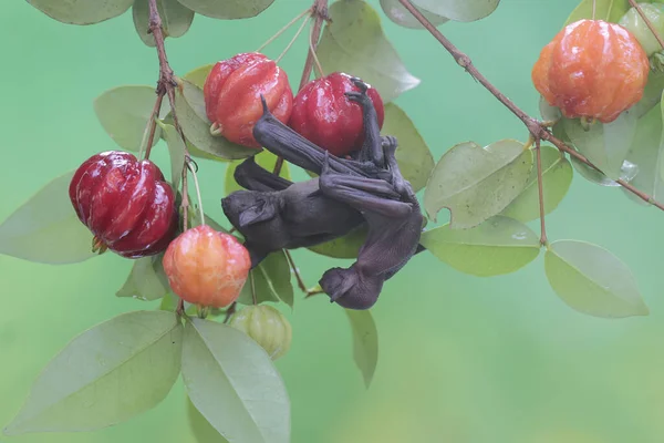 Matka Krótkowłosego Nietoperza Owocowego Odpoczywa Trzymając Dziecko Owocowej Gałązce Wiśni — Zdjęcie stockowe