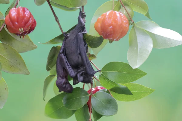 Matka Krótkowłosego Nietoperza Owocowego Odpoczywa Trzymając Dziecko Owocowej Gałązce Wiśni — Zdjęcie stockowe