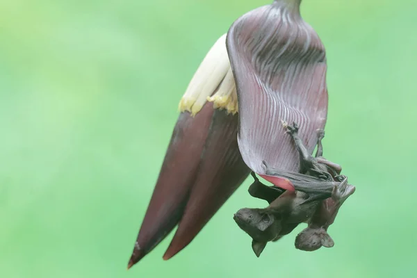 Matka Krótkowłosego Nietoperza Owocowego Odpoczywa Trzymając Dziecko Bananowym Kwiatku Ten — Zdjęcie stockowe