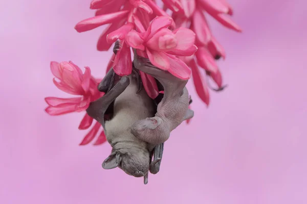 Mother Short Nosed Fruit Bat Resting While Holding Her Young — Stock Photo, Image