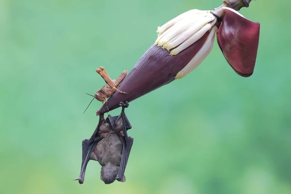 Short Nosed Fruit Bat Eating Grasshopper Banana Flower Flying Mammal — Stock Photo, Image