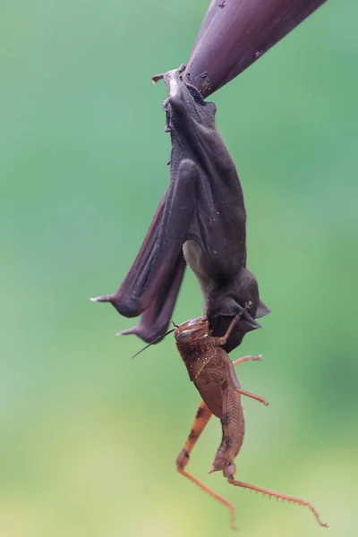 一只短鼻子的果棒正在吃香蕉花上的蚱蜢 这只飞行中的哺乳动物的学名是 辛普特鲁小海豹 — 图库照片