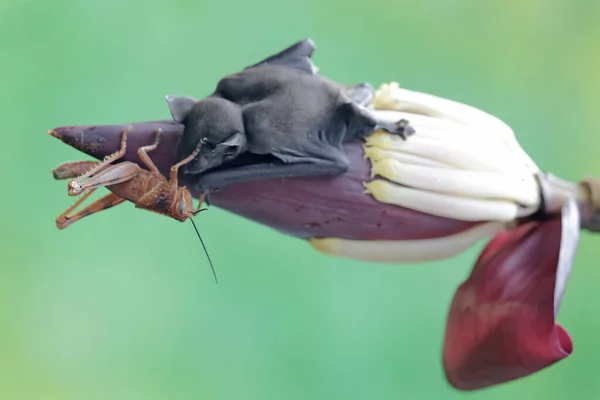 Murciélago Fruta Nariz Corta Está Comiendo Saltamontes Una Flor Plátano — Foto de Stock