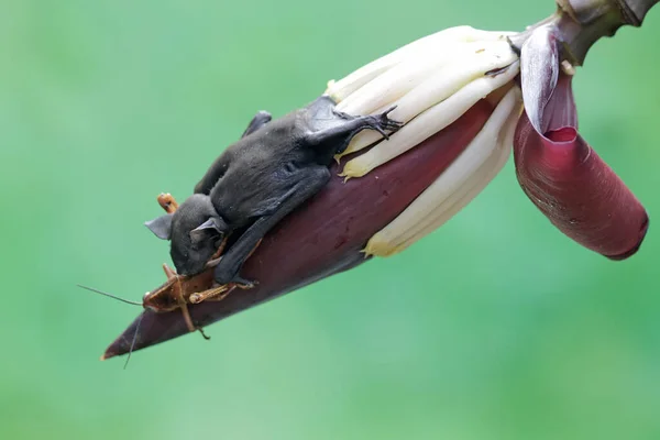 Short Nosed Fruit Bat Eating Grasshopper Banana Flower Flying Mammal — Stock Photo, Image