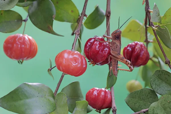 Mladý Kobylka Odpočívá Větvi Ovocem Naplněné Surinam Třešně — Stock fotografie