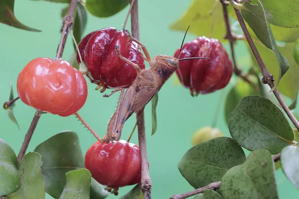 Joven Saltamontes Descansa Sobre Una Rama Cerezo Surinam Lleno Frutas —  Fotos de Stock