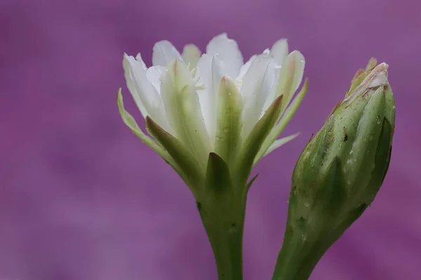 Beauty White Cactus Flowers Full Bloom — Stock Photo, Image