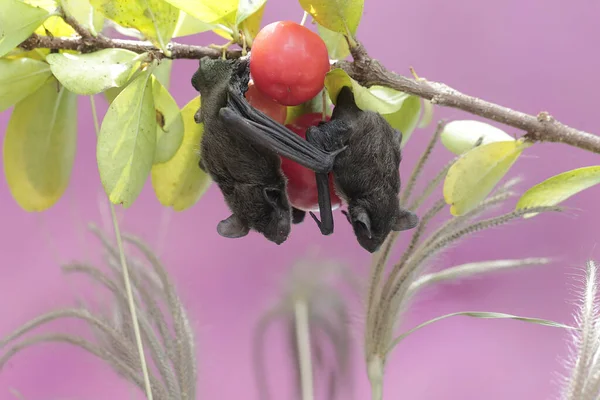 Uma Mãe Morcego Nariz Curto Está Descansando Enquanto Segura Seu — Fotografia de Stock